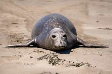 Fototapeta premium Elephant seal on the shore in San Simeon, California.