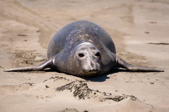 Elephant seal on the shore in San Simeon, California.