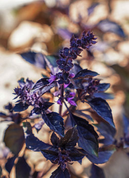 Purple basil growing in an organic garden in summer time under the sun in Turkey..