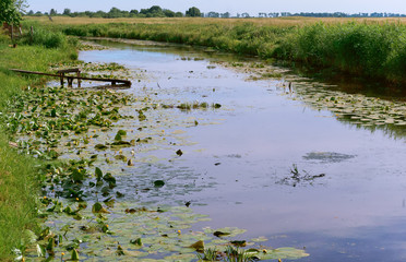 Fishing pier on a small pond. A lot of vegetation on the river.