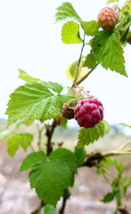 Himbeeren