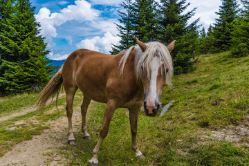 Schöne Haflinger Stute 