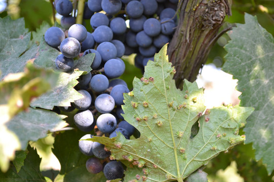 Leaf grapes phylloxera