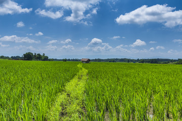 Fototapeta premium Paddy jasmine rice farm in Thailand