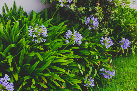 close-up of beautiful subtropical Agapanthus Lily of the Nile plant