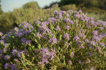 Obraz premium Wilder Thymian in Blüte