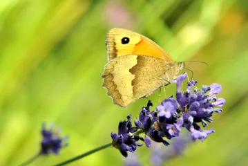 Foto op Plexiglas papillon sur lavande © Paul