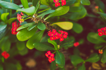 close-up of beautiful subtropical red Madagasca Euphorbia Milii plant