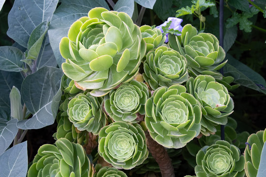 Aeonium Arboreum Magnificum