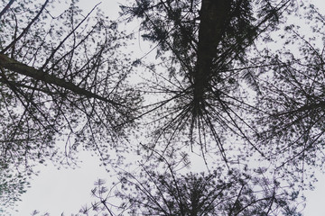 close-up of beautiful subtropical norfolk island pines