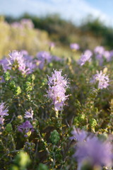 Blüte vom wilder Thymian
