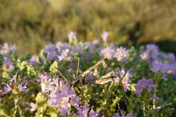 Wilder Thymian in Blüte mit Mantis