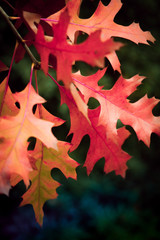 Fototapeta na wymiar Reddish autumn leaves
