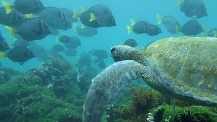 Sea Turtle with school of Doctor Fish fish at Galapagos Island