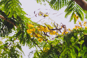 Fototapeta premium close-up of beautiful subtropical Illawarra flame tree plant