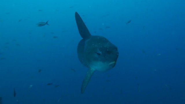 Sun Fish - Mola Mola - Mola Alexandrini at Galapagos