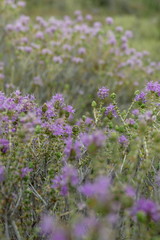 Wilder Thymian in Blüte
