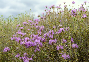Wilder Thymian in Blüte