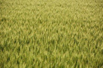 Ears of wheat swaying in early summer wind