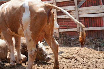 Back view of red and white cow peeing in a                               barn