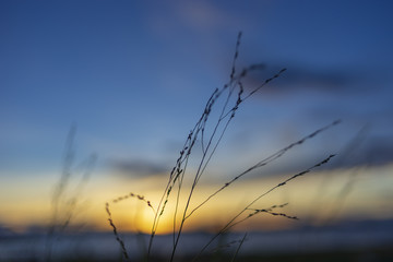 Grass on sunset