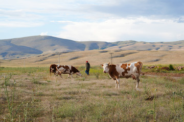 Obraz premium Cattle grazing on hills, Kahramanmaras, Turkey