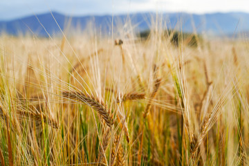 Golden wheat field with blue sky in background                              
