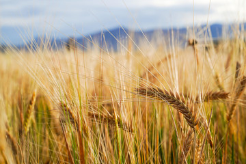 Golden wheat field with blue sky in background