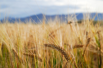 Golden wheat field with blue sky in background