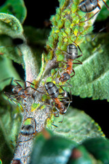 Ants patroling their green plant lice