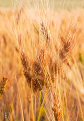 Golden wheat field as texture