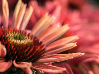close up © CFFotografie