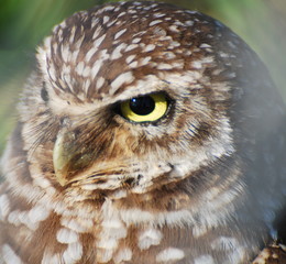 Serious Owl