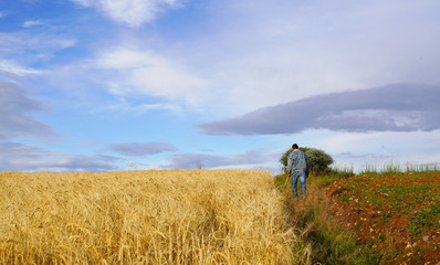 Naklejka na ściany i meble Man in yellow wheat meadow in Turkey. Conceptual design. Agricultural scene..