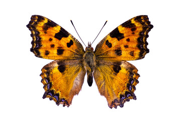 Nymphalis polychloros on a white background
