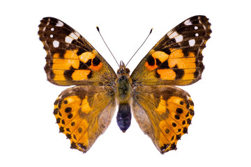 Vanessa cardui on a white background