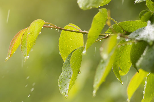 Photo of pear branch under rain. Soft selective focus.