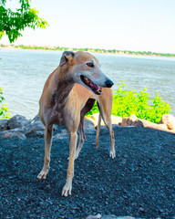 Greyhound