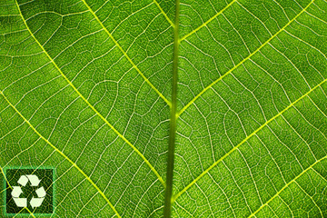 Obraz premium Texture of a green leaf as background