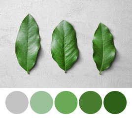 Palette with green color and leaves on grey background