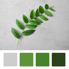 Palette with green color and branch on grey background