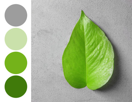 Palette with green color and leaf on grey background