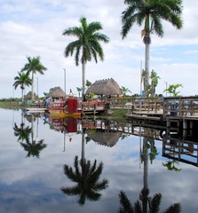 Everglades Mirror