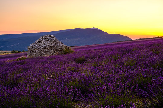 Vue sur le Mont Ventoux, depuis le village de Ferrassi&egrave;res. Champ de lavande et cabane en pieres seche (borie) au milieu du champ. Coucher de soleil.