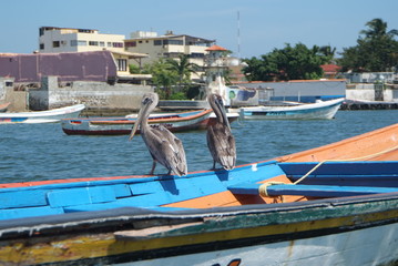 Fototapeta na wymiar Brown pelicans in Caribbean sea next to the tropical paradise coast