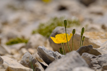 Fleur de pavot des Alpes (Papaver alpinum) gros plan. 