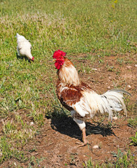 Rooster and hen in green grass
