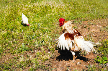 Rooster flapping its wings in green grass and hen eating in background