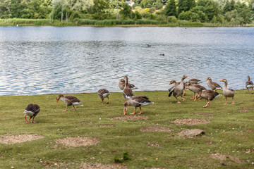 Group of ducks eat on the shore of a large river in Norwich