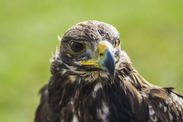 golden eagle sitting and looking, green bokeh grass behind, close up of bird animal